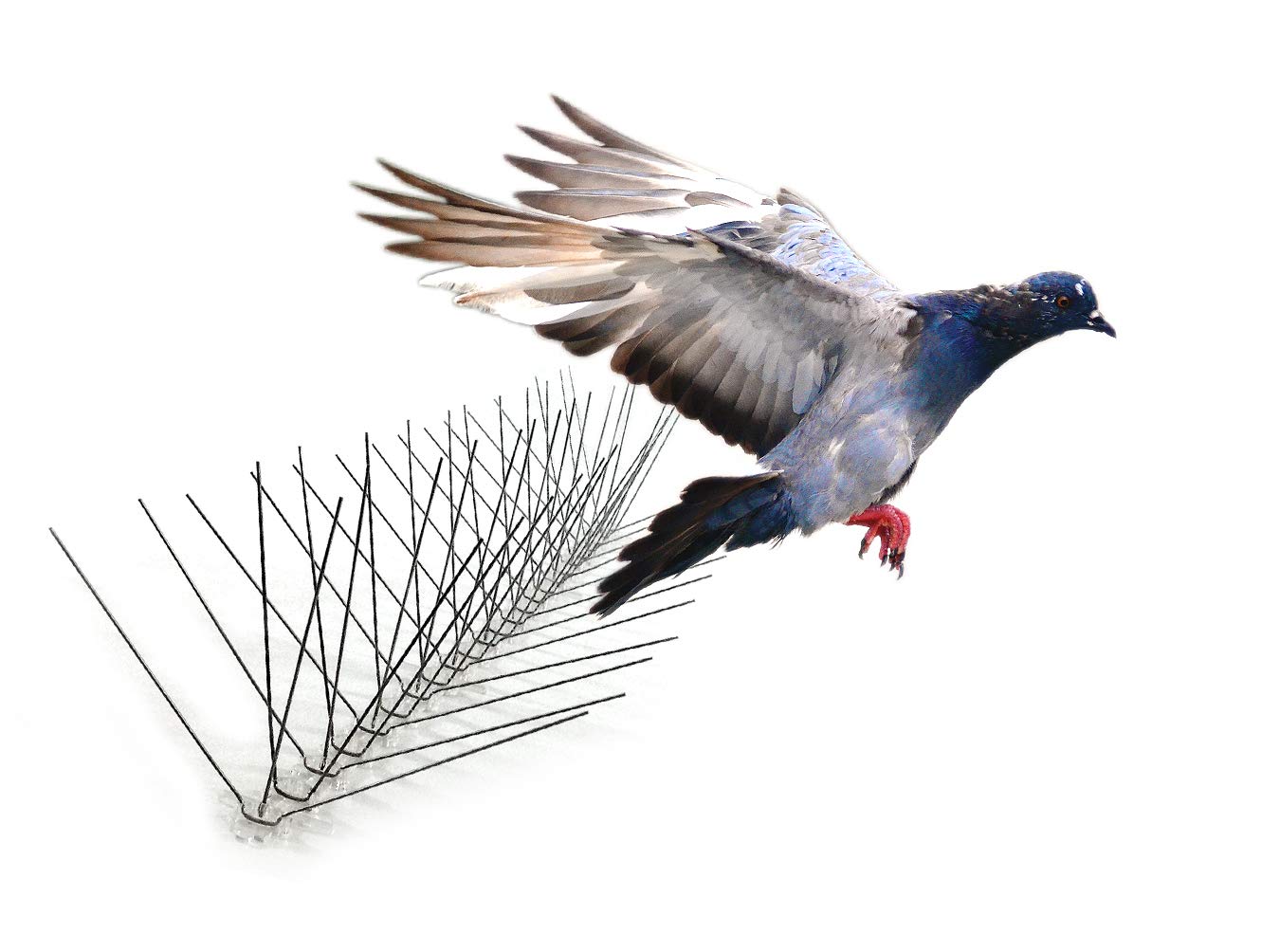 Pigeon Spike - The Exterminator Pest Control